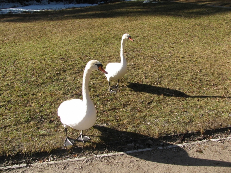 Австрия (Тироль) – Бавария – Швейцария – Прага – Львов.
