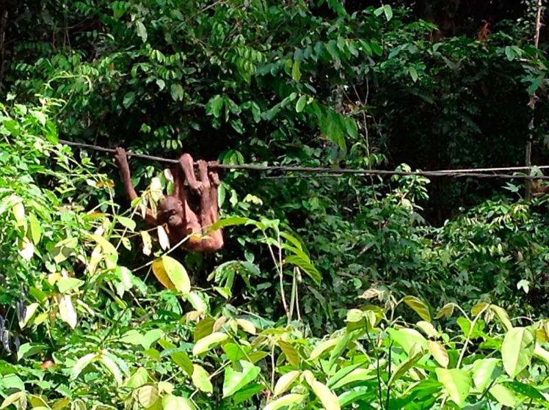 Малайзия 2013 - Борнео, Куала-Лумпур, Перхентианы - маршрут на месяц