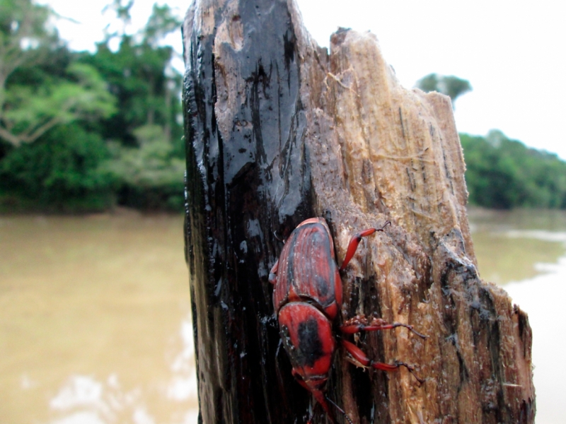 Малайзия 2013 - Борнео, Куала-Лумпур, Перхентианы - маршрут на месяц