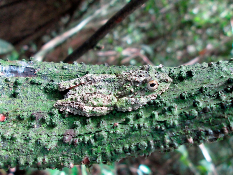 Малайзия 2013 - Борнео, Куала-Лумпур, Перхентианы - маршрут на месяц