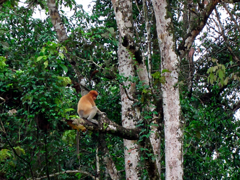 Малайзия 2013 - Борнео, Куала-Лумпур, Перхентианы - маршрут на месяц