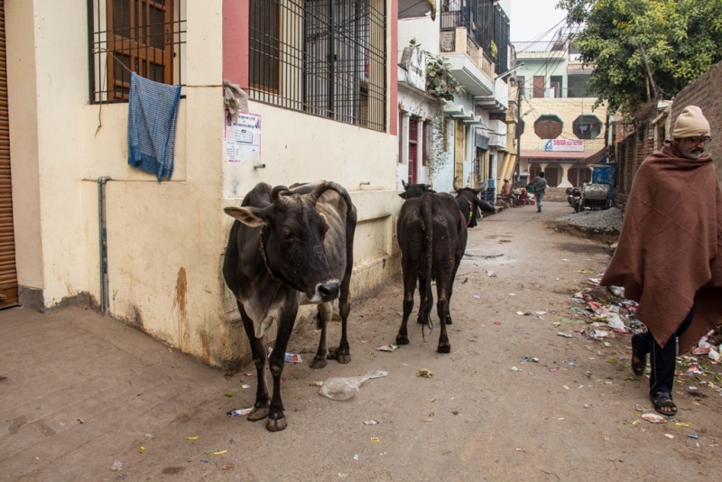Дели, Агра, Варанаси, Джайпур, Удайпур, Керала