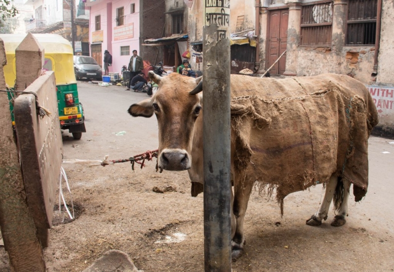 Дели, Агра, Варанаси, Джайпур, Удайпур, Керала