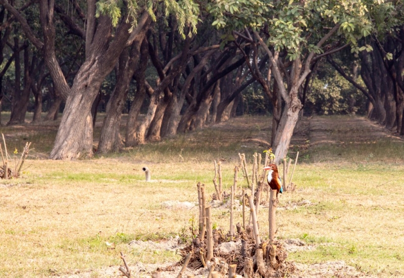 Дели, Агра, Варанаси, Джайпур, Удайпур, Керала