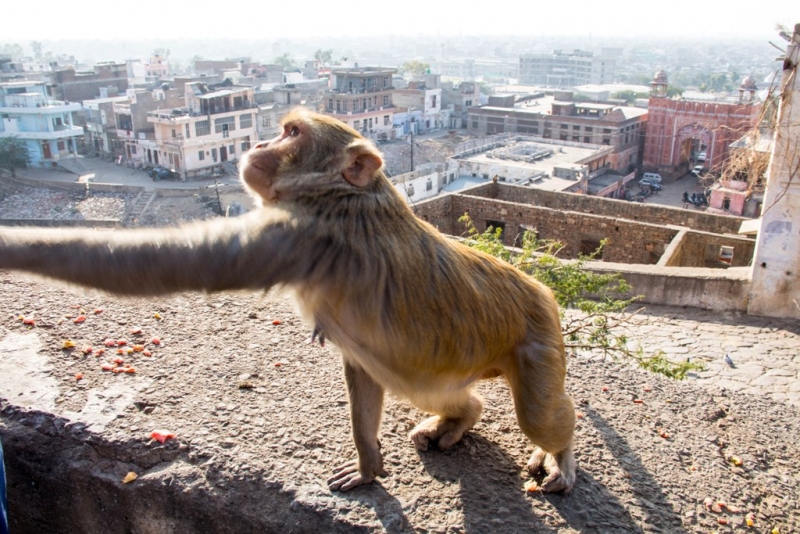 Дели, Агра, Варанаси, Джайпур, Удайпур, Керала