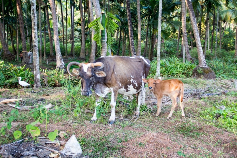 Дели, Агра, Варанаси, Джайпур, Удайпур, Керала
