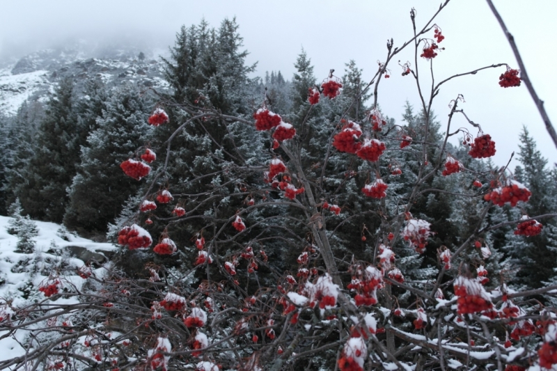Австрия (Тироль) – Бавария – Швейцария – Прага – Львов.