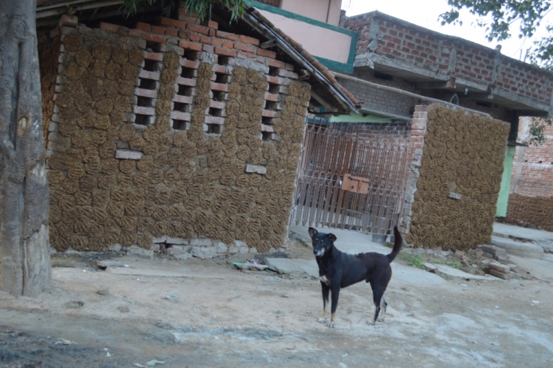 Индия 30.12.2014-11.01.2015 Агра Удайпур Кхаджурахо Варанаси Бодхгая Дели