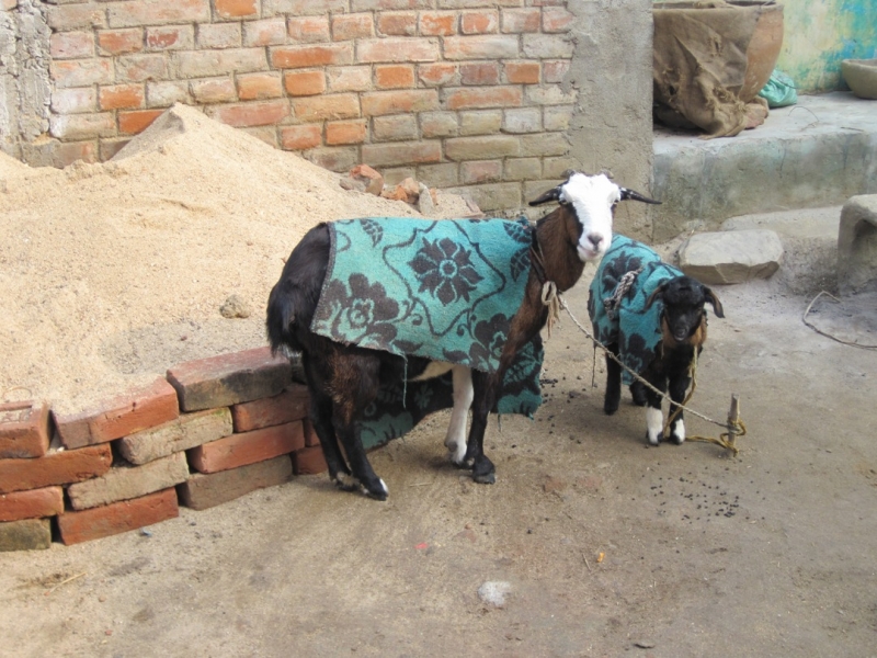 Индия 30.12.2014-11.01.2015 Агра Удайпур Кхаджурахо Варанаси Бодхгая Дели