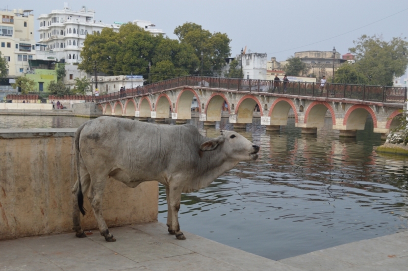 Индия 30.12.2014-11.01.2015 Агра Удайпур Кхаджурахо Варанаси Бодхгая Дели