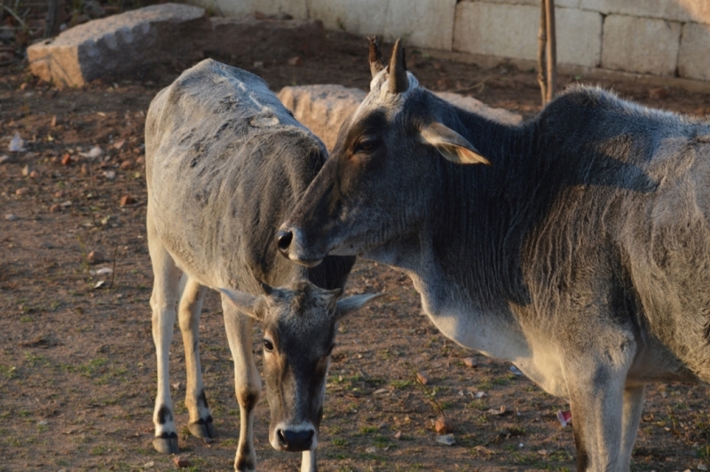 Индия 30.12.2014-11.01.2015 Агра Удайпур Кхаджурахо Варанаси Бодхгая Дели