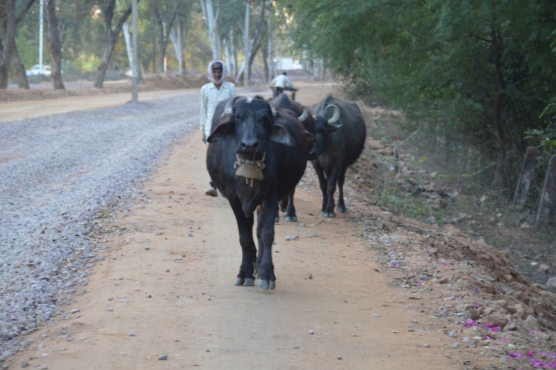 Индия 30.12.2014-11.01.2015 Агра Удайпур Кхаджурахо Варанаси Бодхгая Дели