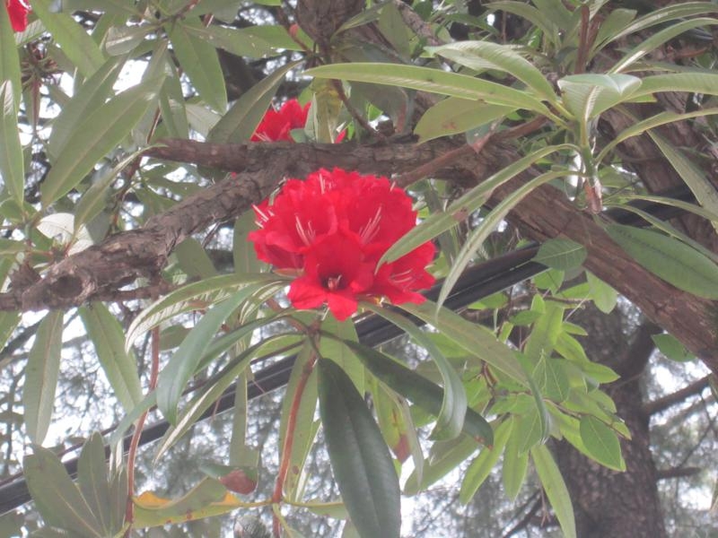 Индия (север: Варанаси, Бодхгая, Дармсала)