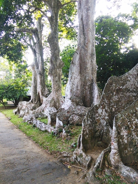 Шри-Ланкийские зарисовки. 2014--2015.