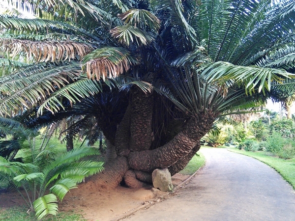 Шри-Ланкийские зарисовки. 2014--2015.