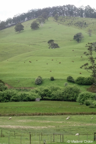 Тасмания, South Coast Track. Октябрь 2014