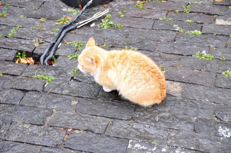 О Грузия! Страна цветов  Тебя немало воспевали...(много фото)