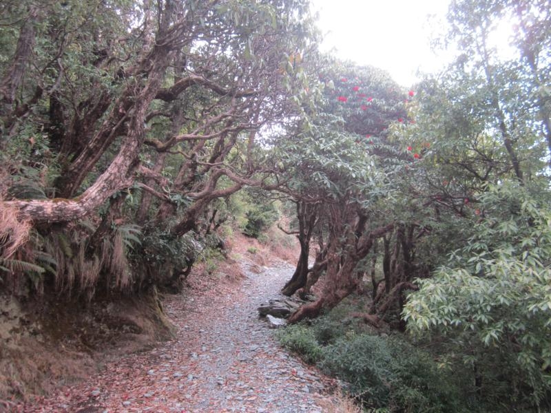 Индия (север: Варанаси, Бодхгая, Дармсала)