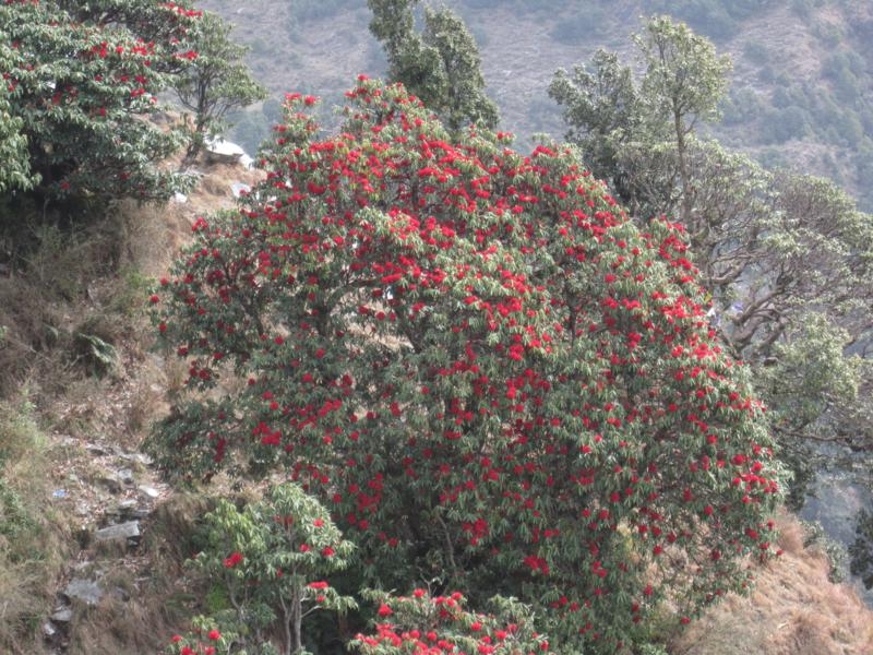 Индия (север: Варанаси, Бодхгая, Дармсала)