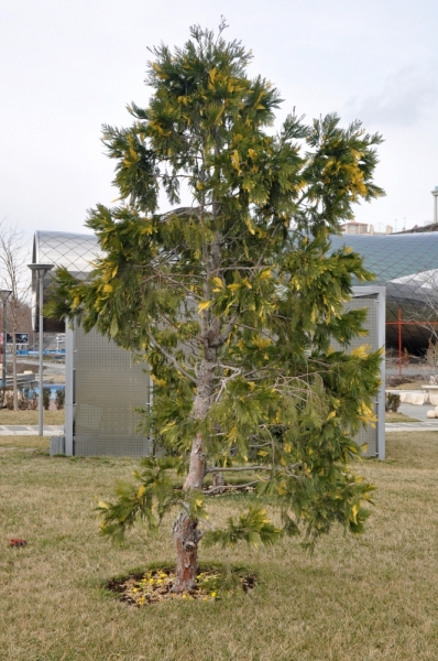 О Грузия! Страна цветов  Тебя немало воспевали...(много фото)