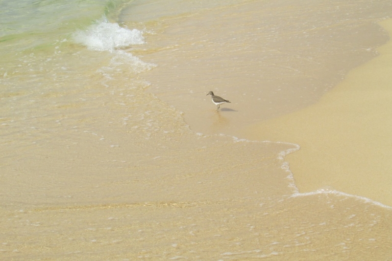 Хошимин-Фукуок-Муйнэ Ноябрь 2014г. Много фото, экскурсий.