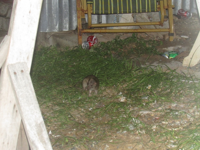 Хошимин-Фукуок-Муйнэ Ноябрь 2014г. Много фото, экскурсий.