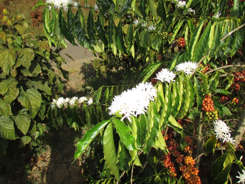 Хошимин-Фукуок-Муйнэ Ноябрь 2014г. Много фото, экскурсий.