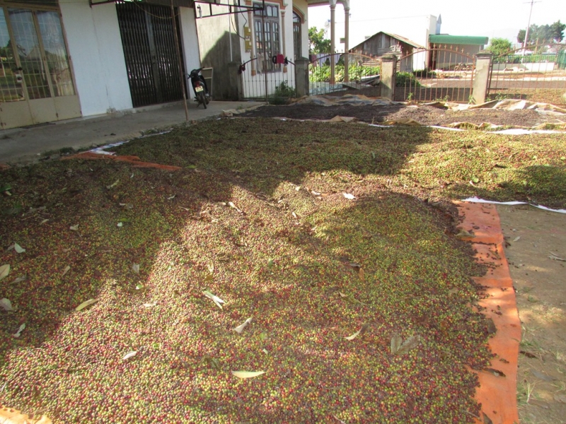 Хошимин-Фукуок-Муйнэ Ноябрь 2014г. Много фото, экскурсий.