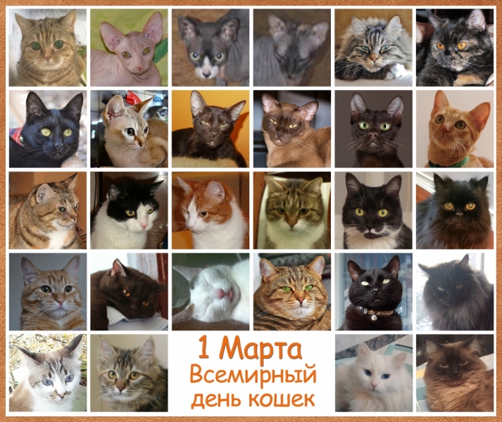 Поговорим о кошках32