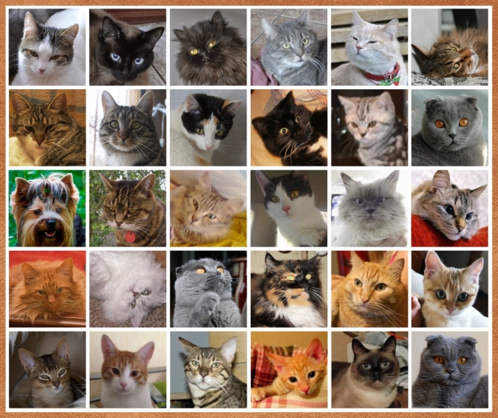 Поговорим о кошках32