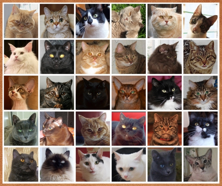 Поговорим о кошках32