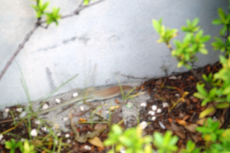 Перворазники на Карибах: круиз на P&O Ventura