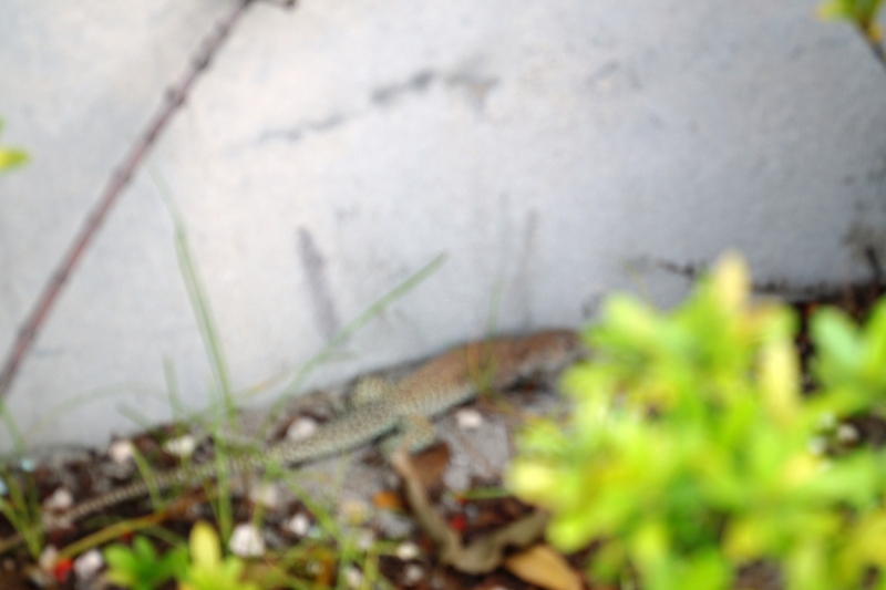 Перворазники на Карибах: круиз на P&O Ventura