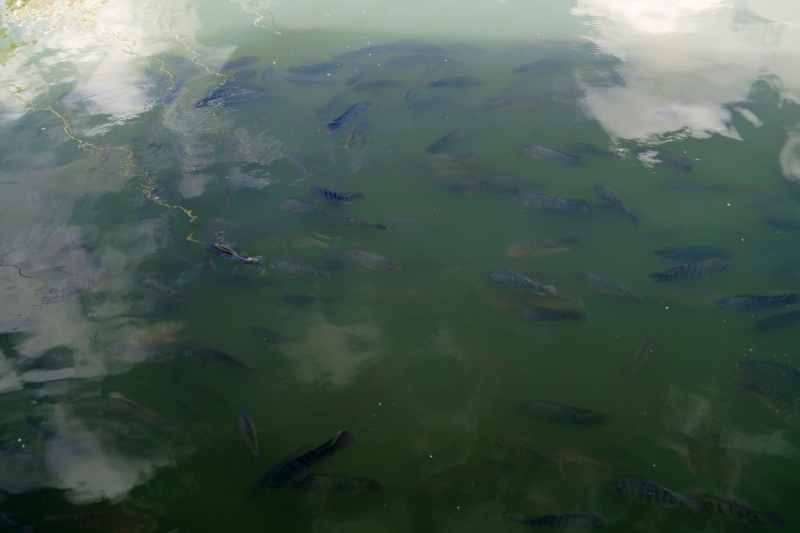 Перворазники на Карибах: круиз на P&O Ventura