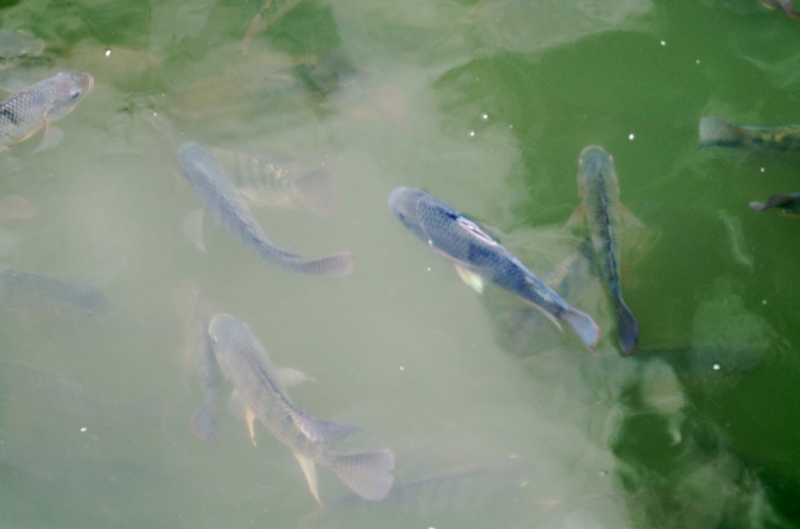 Перворазники на Карибах: круиз на P&O Ventura