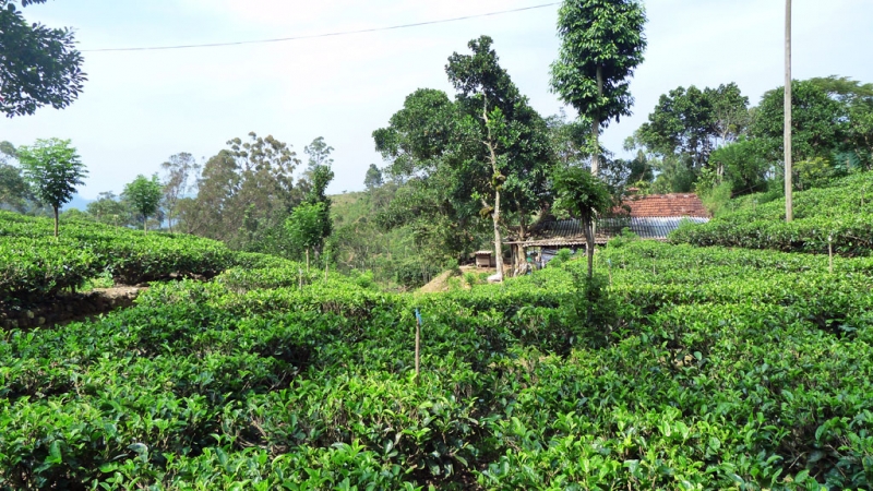 Горная Шри-Ланка на мотобайках +Тангалле, Хамбантота и Диквелла