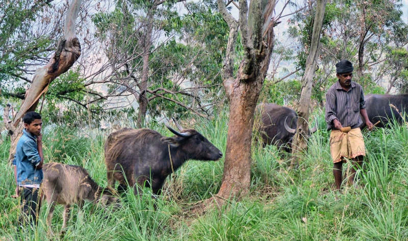 Горная Шри-Ланка на мотобайках +Тангалле, Хамбантота и Диквелла