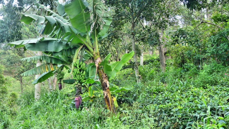 Горная Шри-Ланка на мотобайках +Тангалле, Хамбантота и Диквелла