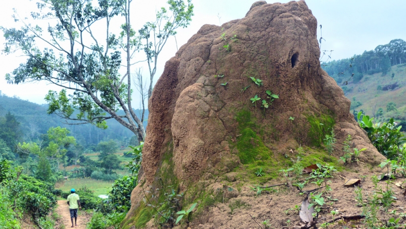 Горная Шри-Ланка на мотобайках +Тангалле, Хамбантота и Диквелла