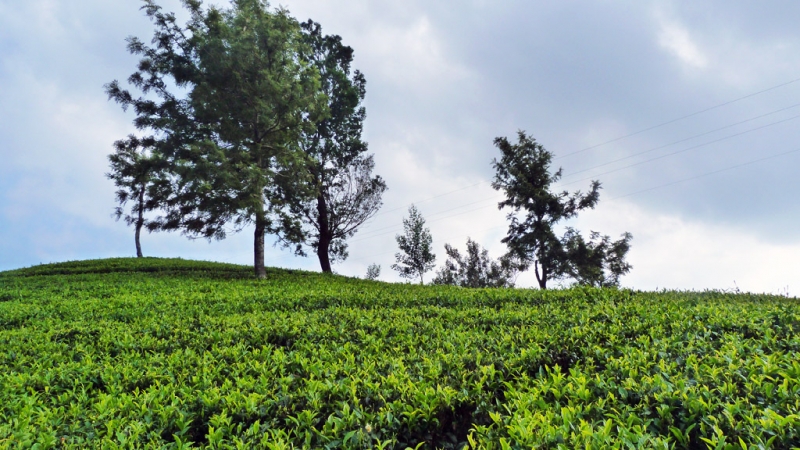 Горная Шри-Ланка на мотобайках +Тангалле, Хамбантота и Диквелла