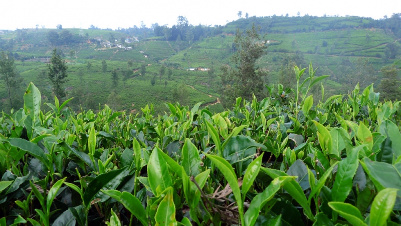 Горная Шри-Ланка на мотобайках +Тангалле, Хамбантота и Диквелла