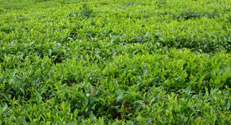 Горная Шри-Ланка на мотобайках +Тангалле, Хамбантота и Диквелла