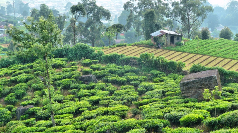 Горная Шри-Ланка на мотобайках +Тангалле, Хамбантота и Диквелла