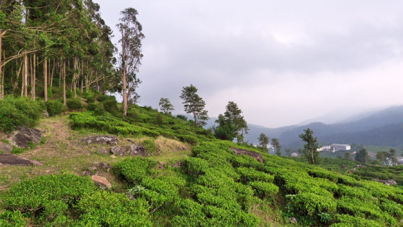 Горная Шри-Ланка на мотобайках +Тангалле, Хамбантота и Диквелла