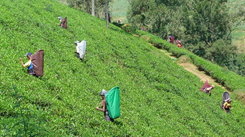Горная Шри-Ланка на мотобайках +Тангалле, Хамбантота и Диквелла