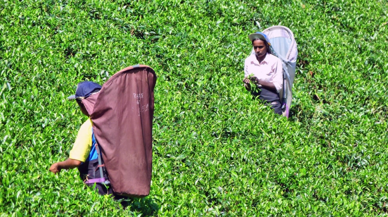Горная Шри-Ланка на мотобайках +Тангалле, Хамбантота и Диквелла