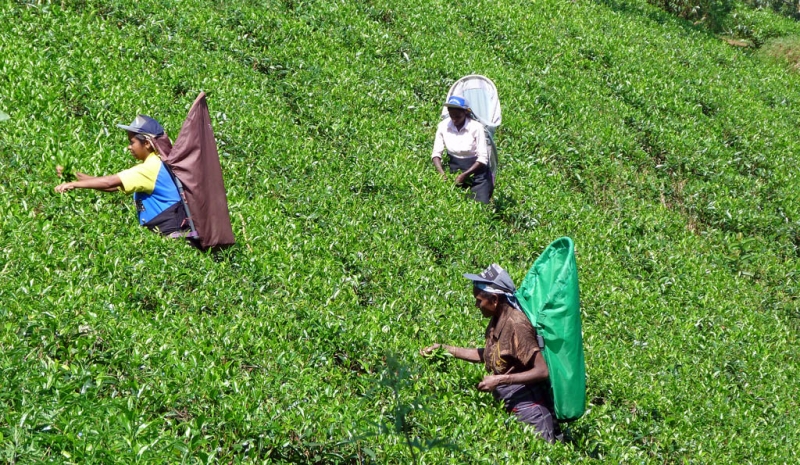 Горная Шри-Ланка на мотобайках +Тангалле, Хамбантота и Диквелла
