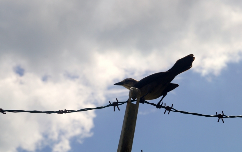 Перворазники на Карибах: круиз на P&O Ventura