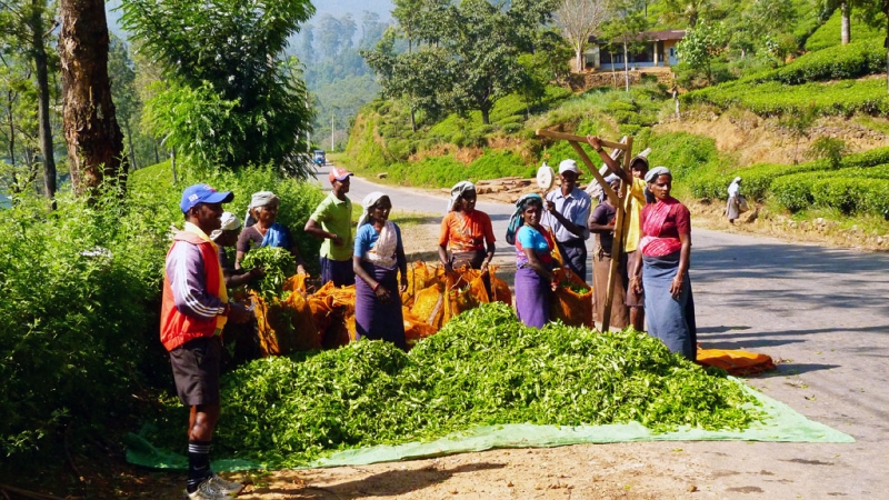 Горная Шри-Ланка на мотобайках +Тангалле, Хамбантота и Диквелла