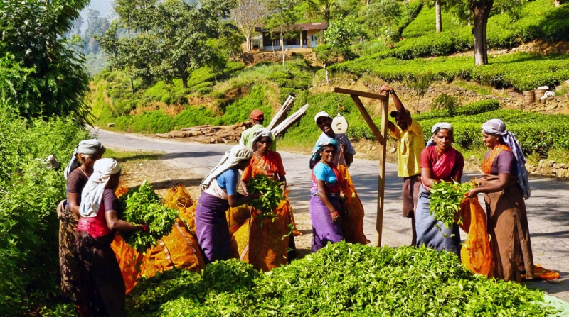 Горная Шри-Ланка на мотобайках +Тангалле, Хамбантота и Диквелла